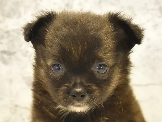 神奈川県のハーフ犬・ミックス犬 (ペッツワン三浦店/2025年4月30日生まれ/女の子/ブリンドル)の子犬